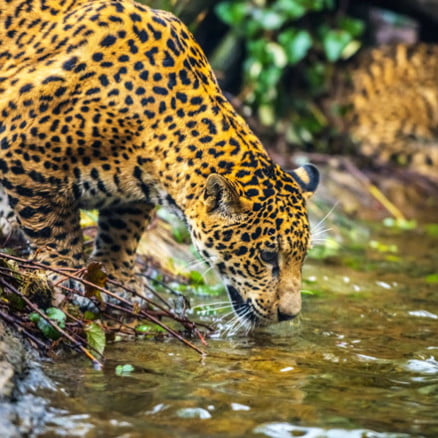 Excursion in Tambopata