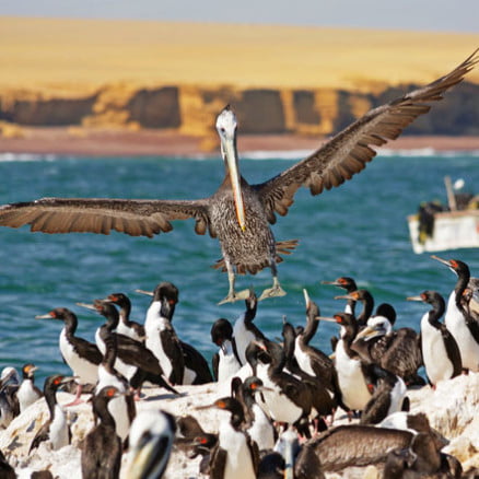 Ballestas Islands – Ica